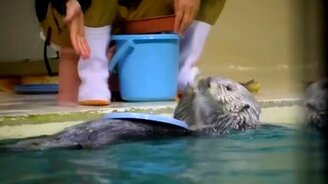 Морская выдра-барабанщик - смотреть видео (0:23)