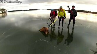 Помогли кабану на льду - смотреть видео (0:33)