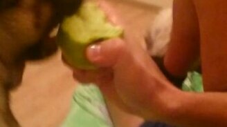 Мопс, поедающий яблоки - смотреть видео (1:17)