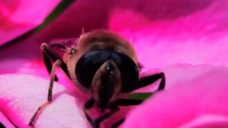 Удивительная природа в покадровой съёмке - смотреть видео (6:52)