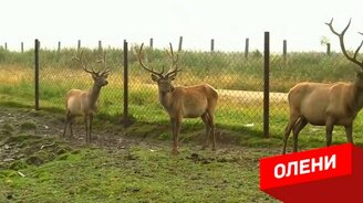 10 очень опасных зверей - смотреть видео (4:56)