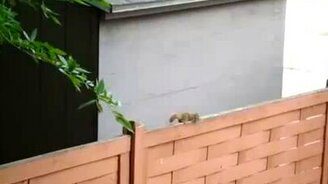 Белкина неудача - смотреть видео (0:23)