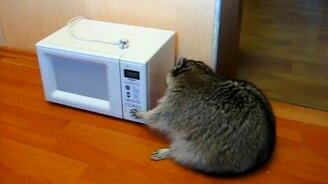 Енот и микроволновка - смотреть видео (1:44)