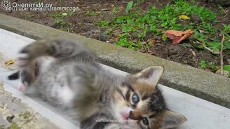 Маленький озорной котёнок - смотреть видео (1:18)