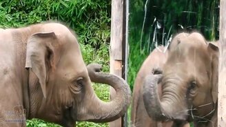 Десять очень умных зверушек - смотреть видео (4:48)