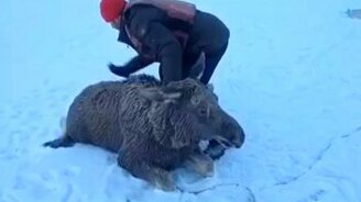 Как рыбаки помогли лосю - смотреть видео (2:21)