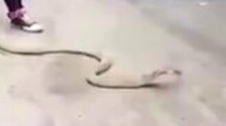 Как правильно обращаться с коброй - смотреть видео (1:05)