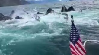 Встретилась целая стая китов - смотреть видео (1:32)