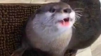 Выдра-циркачка кушает - смотреть видео (0:52)