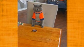 Хитрый косоглазый кот - смотреть видео (0:21)