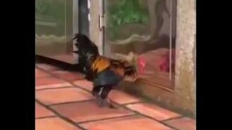 Петух против своего отражения - смотреть видео (0:41)