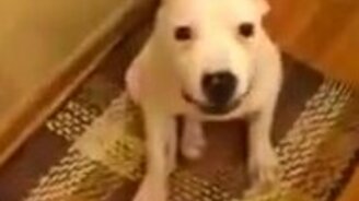 Собачка улыбается - смотреть видео (0:09)