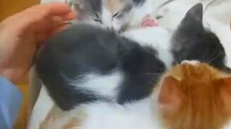 Я сдаюсь - смотреть видео (0:36)