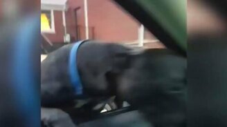 Ловкий пёс у автомобиля - смотреть видео (0:47)