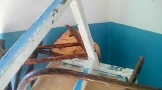 Огромное гнездо шершней - смотреть видео (2:32)