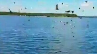 Перелёт бабочек - смотреть видео (0:16)