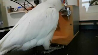 Какаду разгадывает задачку - смотреть видео (2:32)