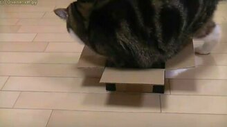 Дородный котик - смотреть видео (2:57)