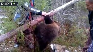 Спасли медвежонка - смотреть видео (0:47)