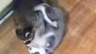 Щенок играет с енотом - смотреть видео (0:36)