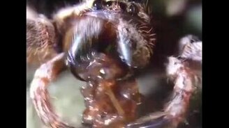 Паук поедает паука - смотреть видео (1:00)