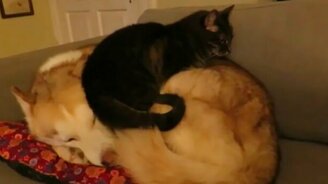 Ты - моя подушка - смотреть видео (1:32)