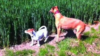 Пёс-кенгуру в высокой траве - смотреть видео (0:58)