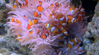 Клоуны возле коралла - смотреть видео (1:20)