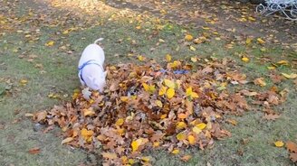 Поросёнок в осенних листьях - смотреть видео (0:08)