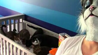 Если надеть маску кошки перед кошками - смотреть видео (0:33)