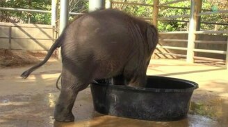 Слонёнок купался, пока мама не пришла - смотреть видео (2:35)