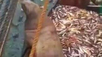 Выловили морского льва - смотреть видео (1:57)