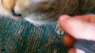 Котяра ест лук - смотреть видео (0:20)