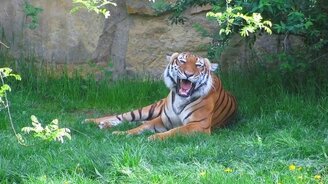 Как мяукают тигры - смотреть видео (0:33)