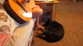 Реакция пса на начинающую гитаристку - смотреть видео (1:38)