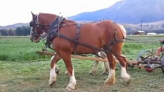 Лошади как замена трактора - смотреть видео (4:37)