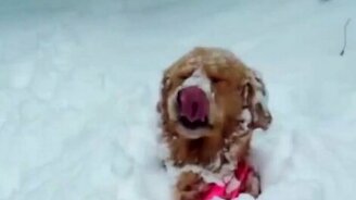 Приколы в ожидании зимы - смотреть видео (1:06)