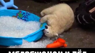 Медвежонок и лёд - смотреть видео (0:55)