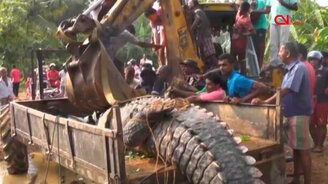 Пойман гигантский крокодил - смотреть видео (1:54)