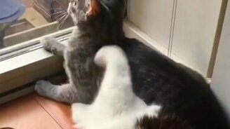 Случайно придавил другана - смотреть видео (0:24)