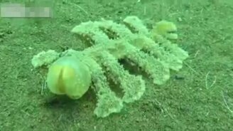 Загадочный обитатель моря - смотреть видео (1:55)