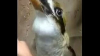 Диджей кукабарра - смотреть видео (1:30)