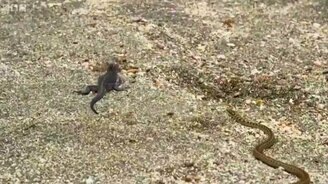 Гадюки атакуют ящерицу - смотреть видео (2:20)