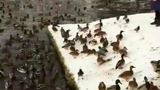 Нашествие уток в Екатерининском парке - смотреть видео (0:15)