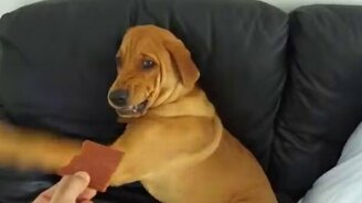 Мне нельзя, я на диете! - смотреть видео (1:17)