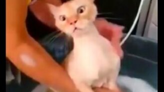 Кот в шоке от купания - смотреть видео (0:23)