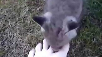 Парень спас лисёнка - смотреть видео (2:04)