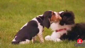 Розыгрыш для собак - смотреть видео (1:37)