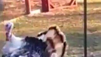 Как вскружить голову мужику - смотреть видео (0:52)