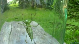 Устрашающие челюсти кузнечика - смотреть видео (0:31)